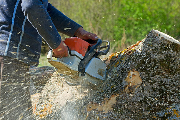 Professional Tree Service in Atkins, AR